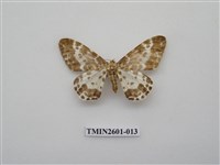 藏品(尺蛾115)的圖片